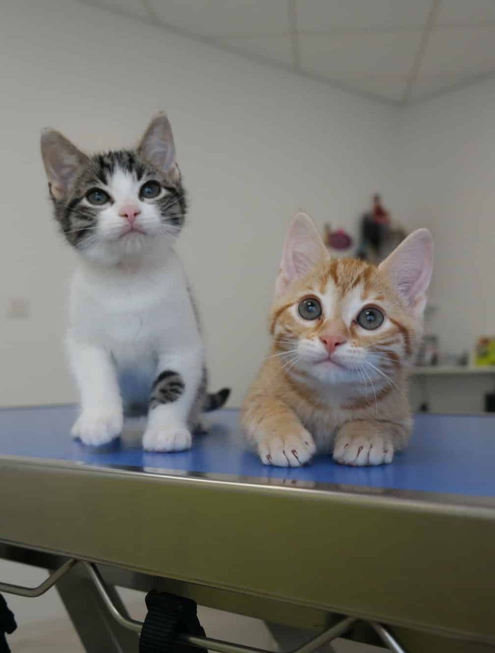 2-abandoned-kitten-at-the-veterinary-clinic.jpg