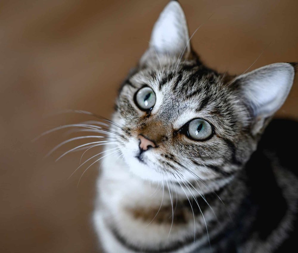 adorable-tabby-cat-looking-up-indoors-2026-01-06-10-48-14-utc