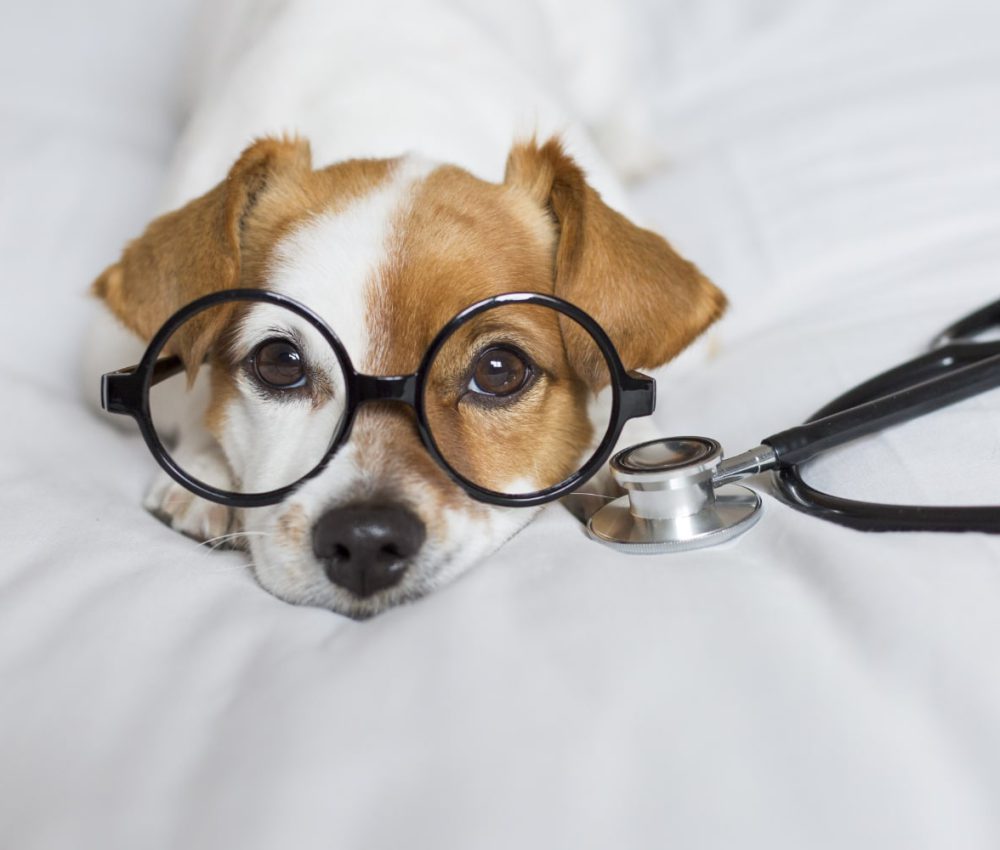dog-with-stethoscope-on-bed-2026-03-11-00-54-56-utc