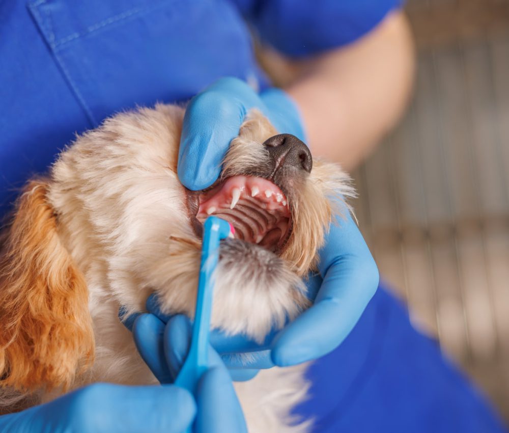 veterinarian doctor brushes the teeth of a dog with a special brush close-up, dental treatment for animals, professional veterinary clinic