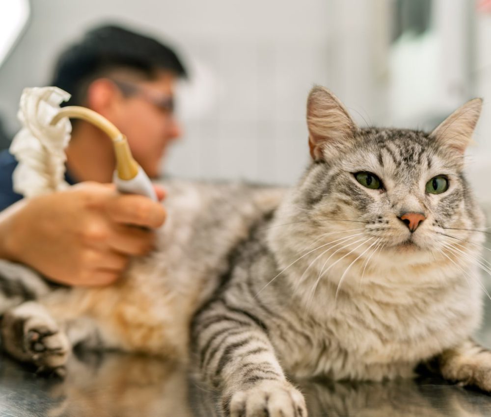 Veterinarian using ultrasound scanner to examine kitten lying on metal table in veterinary clinic